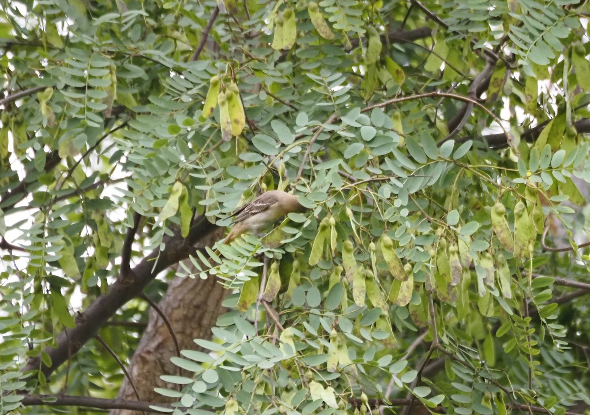 Bullock's Oriole - ML642681630
