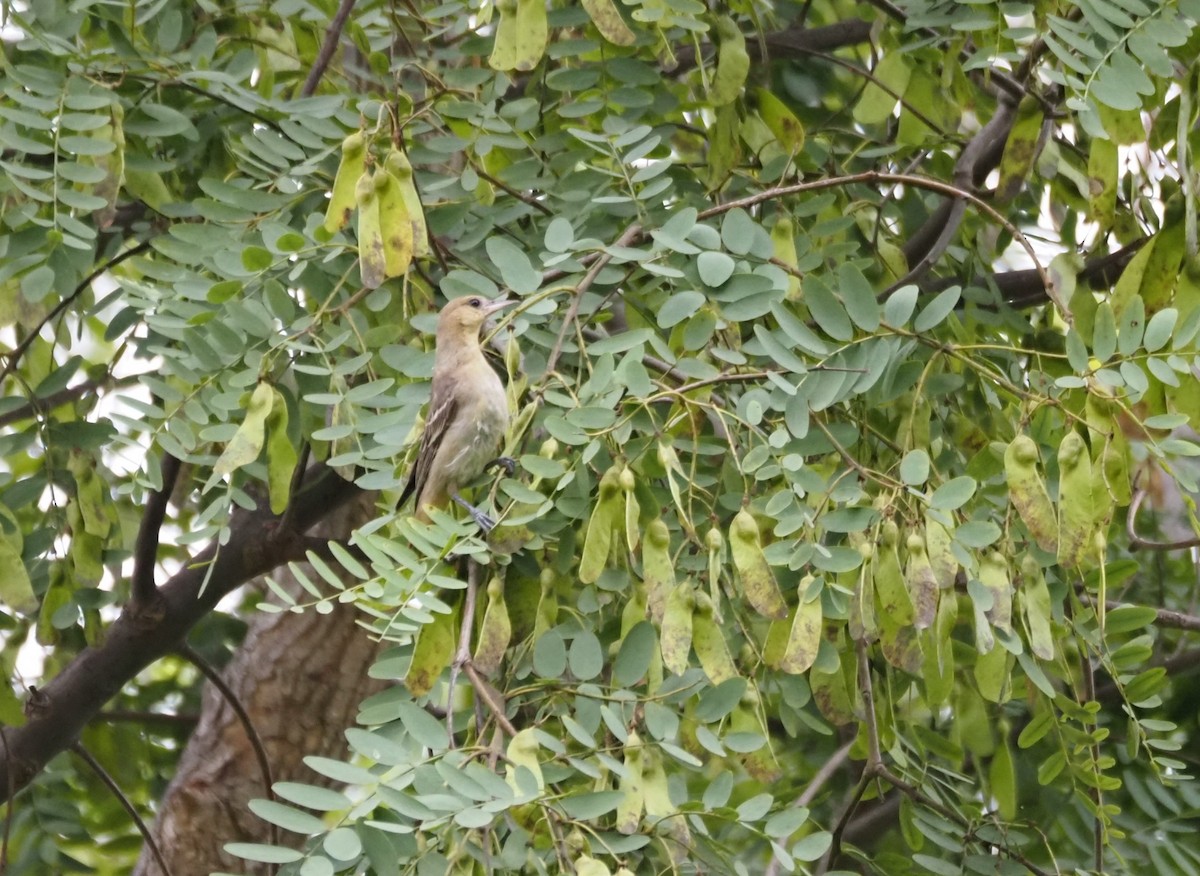 Bullock's Oriole - ML642681631