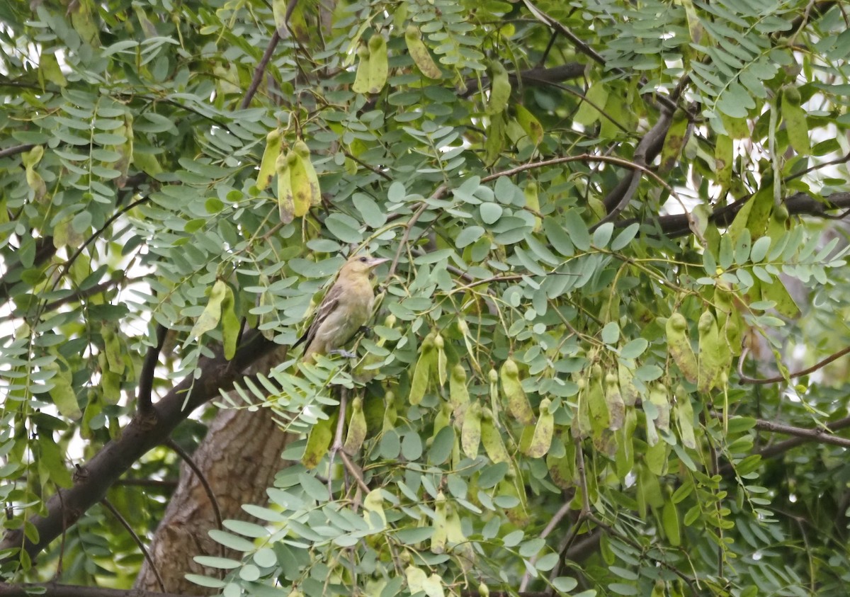 Bullock's Oriole - ML642681632