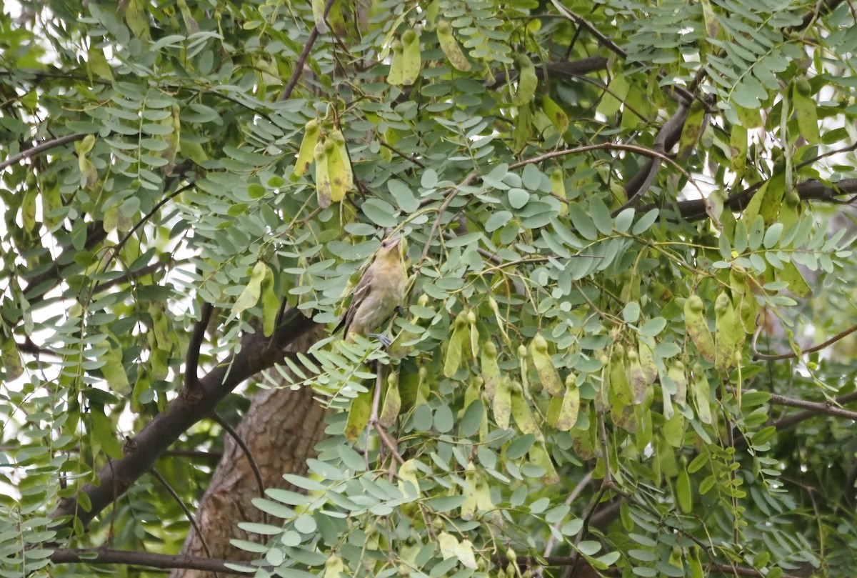 Bullock's Oriole - ML642681633