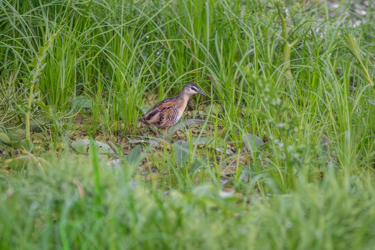 Yellow-breasted Crake - ML642681634