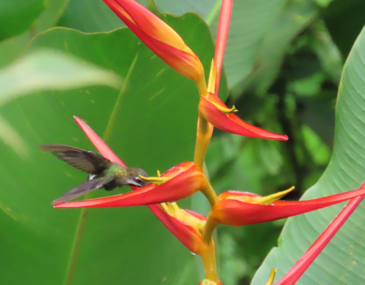 Long-billed Starthroat - ML642681646