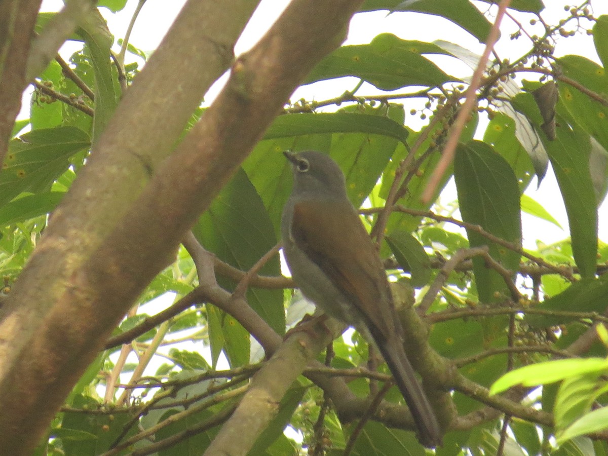 Brown-backed Solitaire - ML642681648