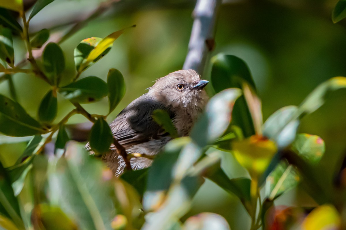 Bushtit - ML642681655