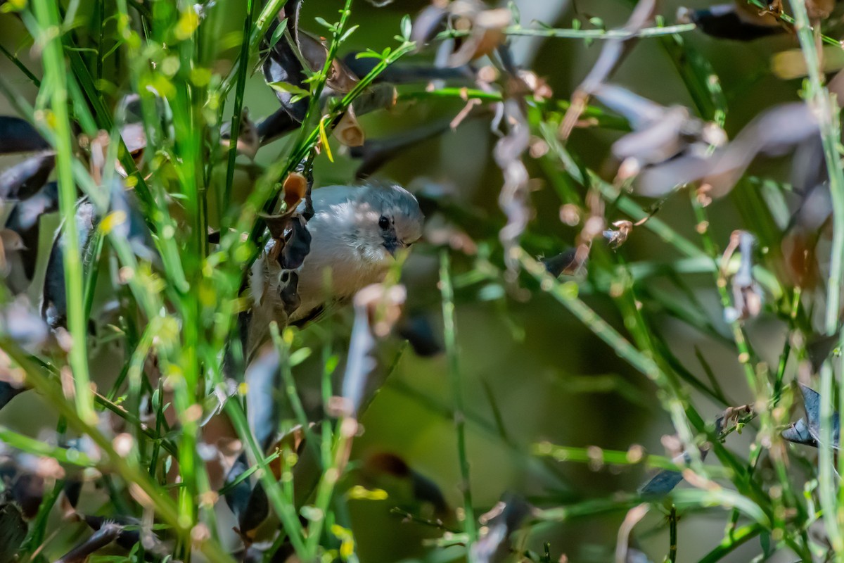 Bushtit - ML642681656