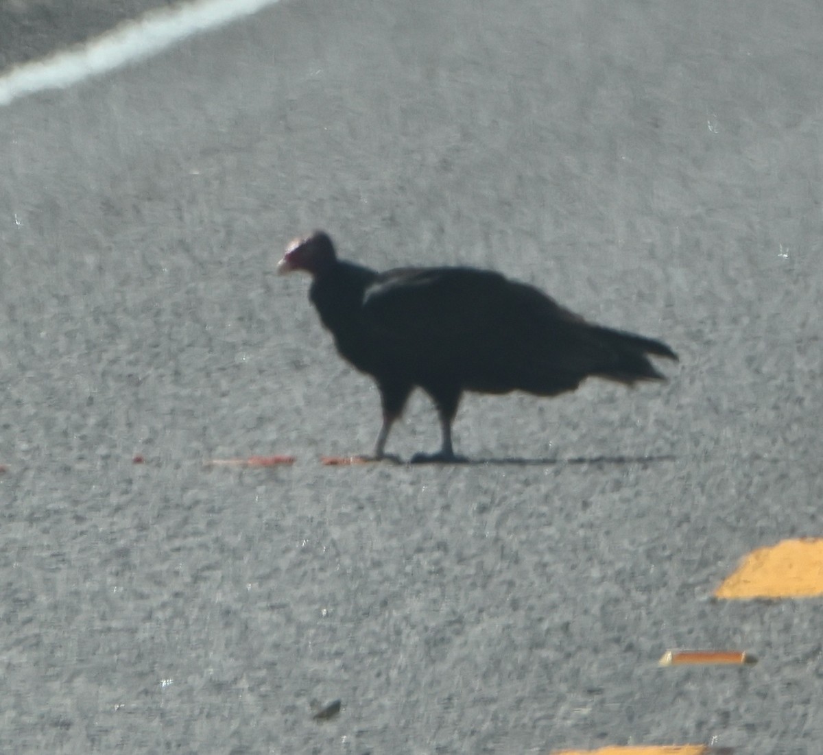 Turkey Vulture - ML642681661