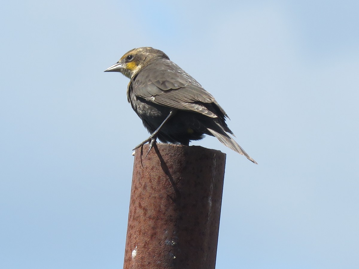 Yellow-headed Blackbird - ML642681680