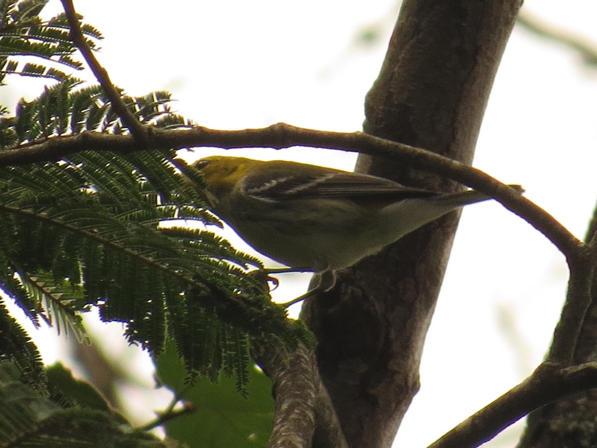 Black-throated Green Warbler - ML642681697
