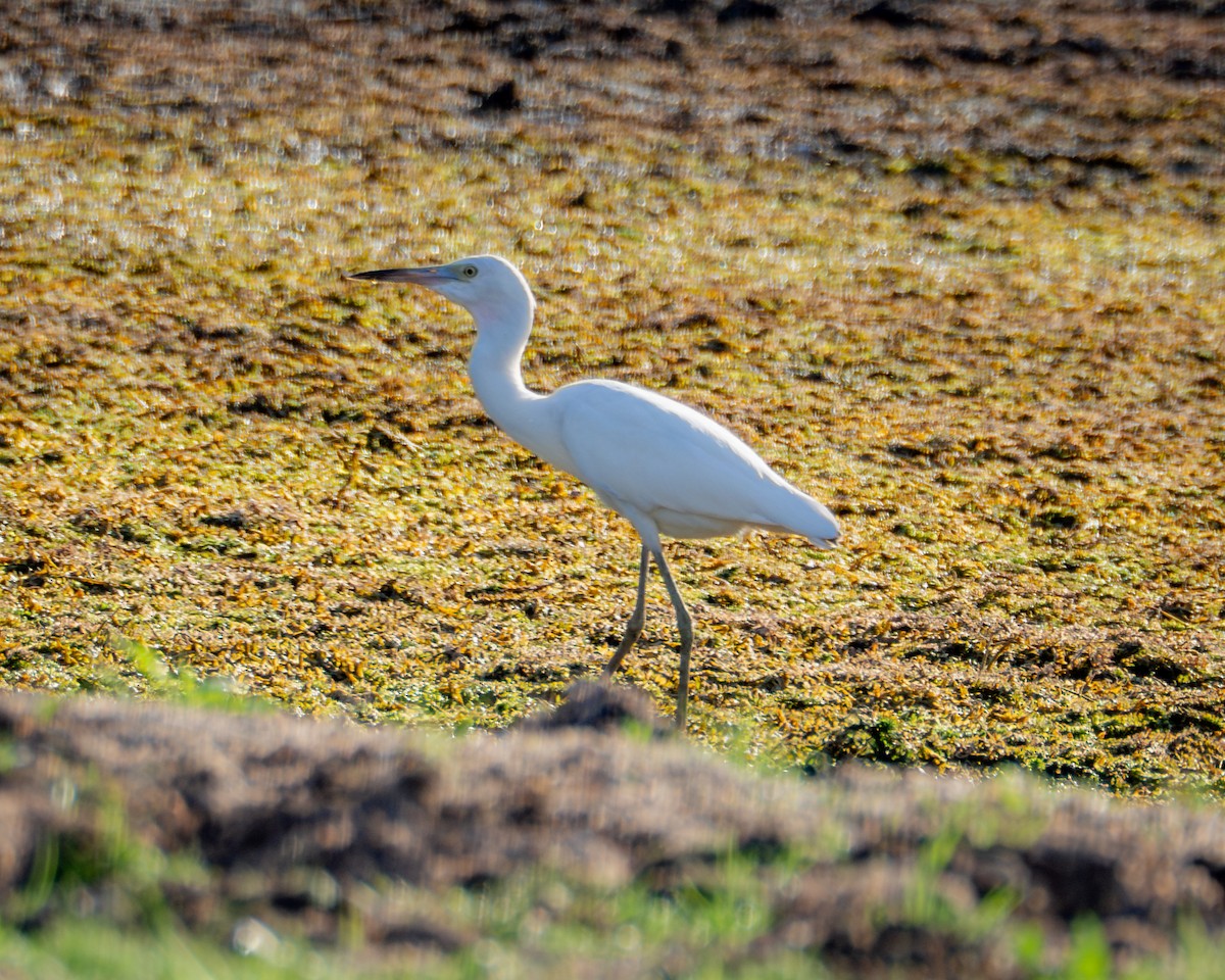 Little Blue Heron - ML642681698