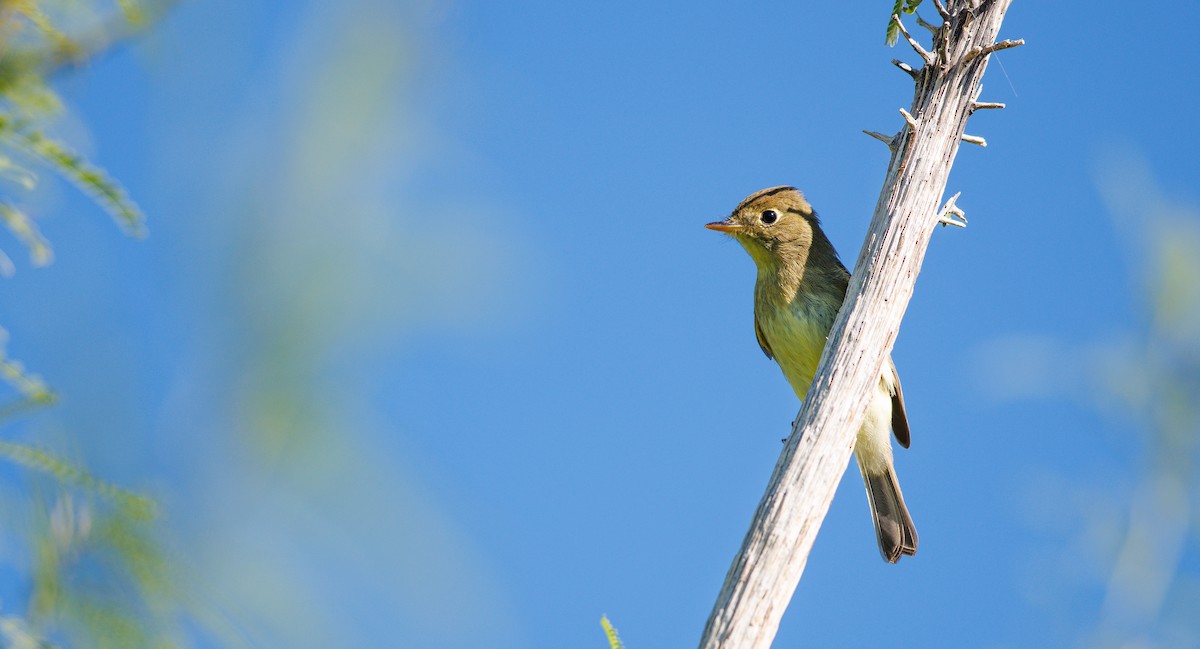 Western Flycatcher (Pacific-slope) - ML642681701