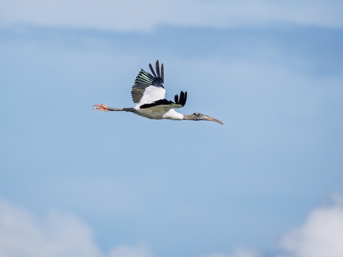 Wood Stork - ML642681703