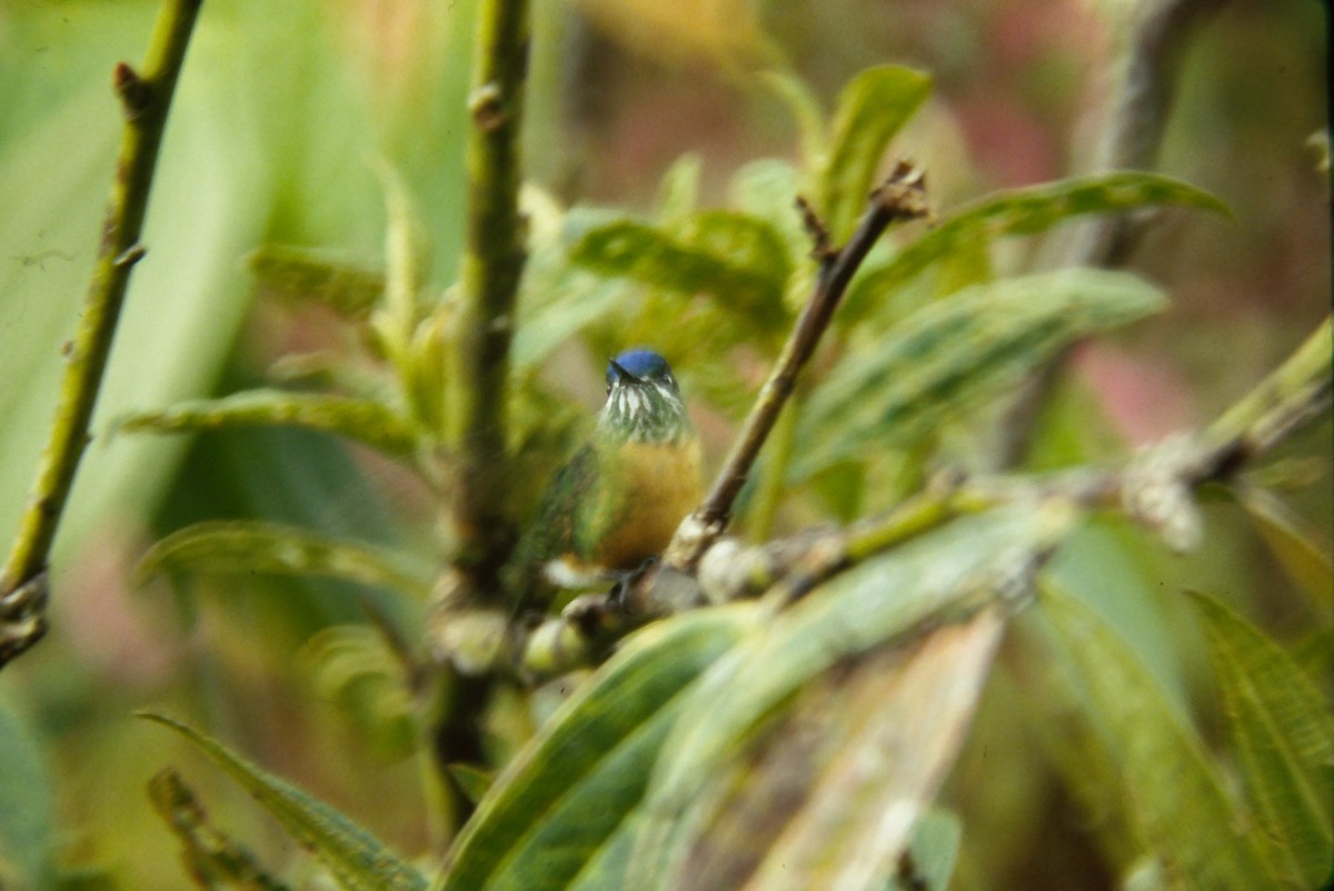 Violet-tailed Sylph - ML642681705