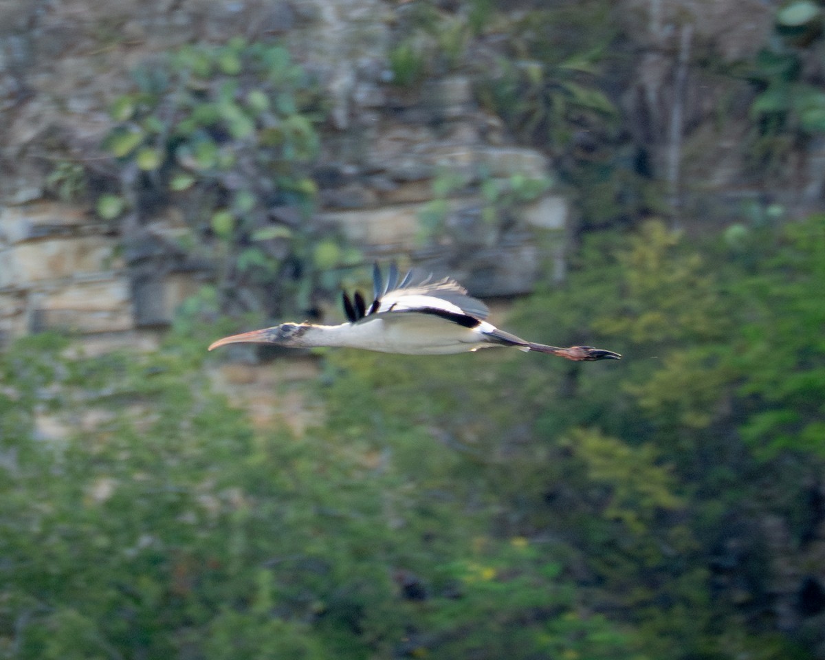 Wood Stork - ML642681727
