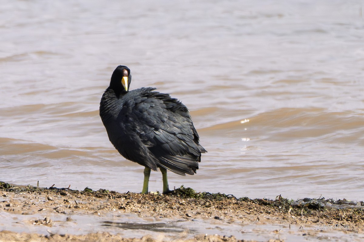 Slate-colored Coot - ML642681728
