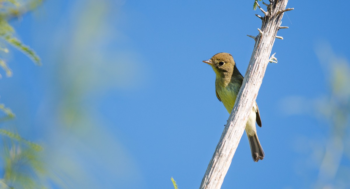 Western Flycatcher (Pacific-slope) - ML642681729