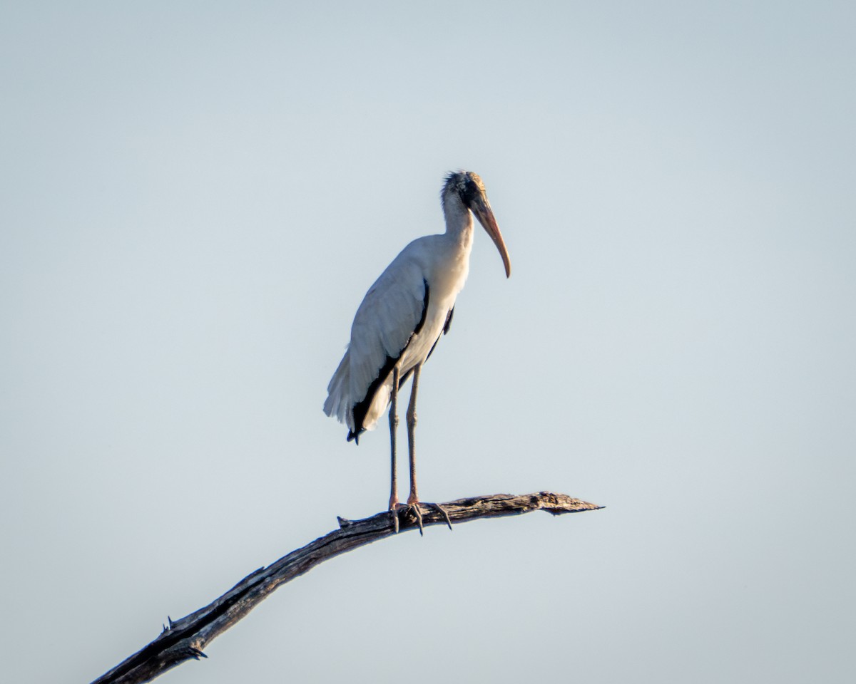 Wood Stork - ML642681733