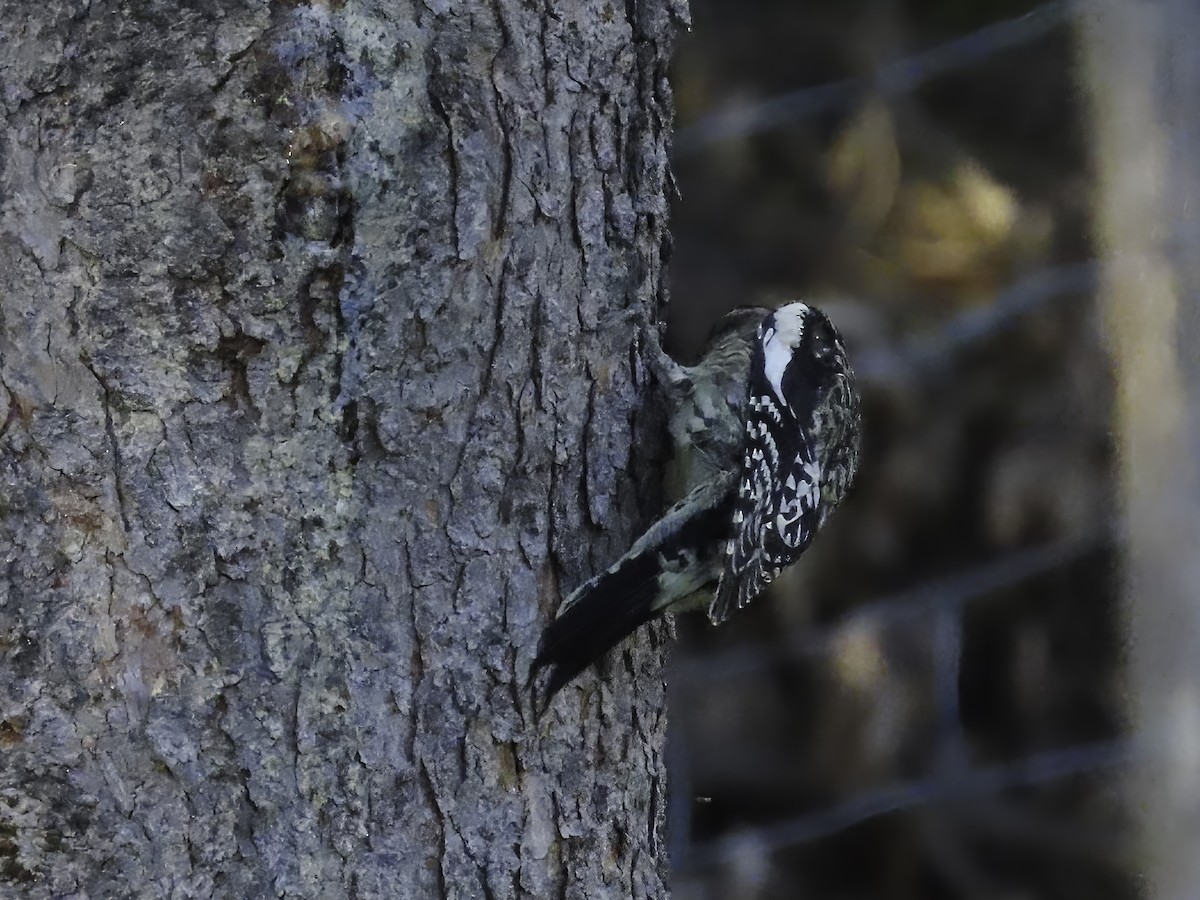 Yellow-bellied Sapsucker - ML642681737