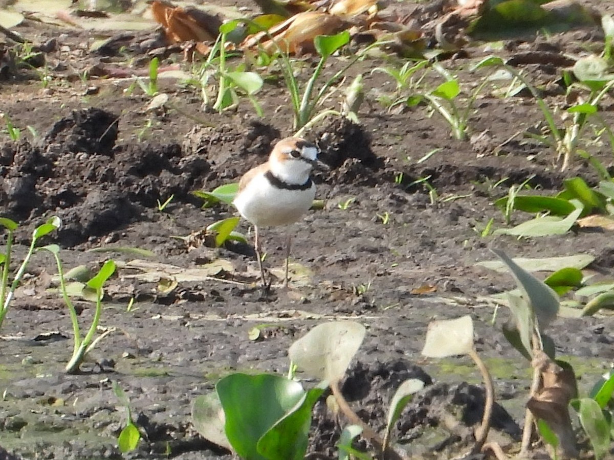 Collared Plover - ML642681743