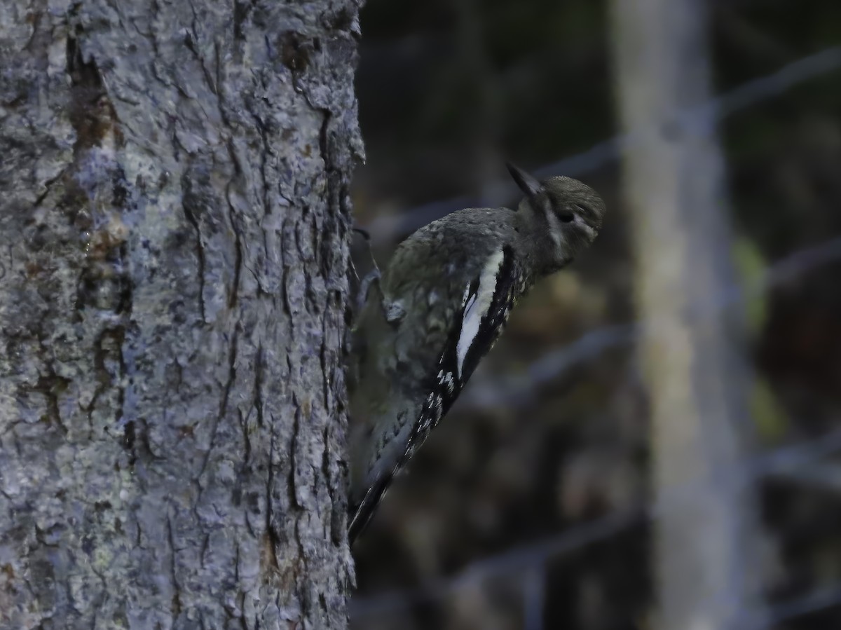 Yellow-bellied Sapsucker - ML642681745
