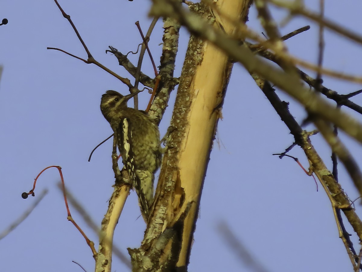Yellow-bellied Sapsucker - ML642681746