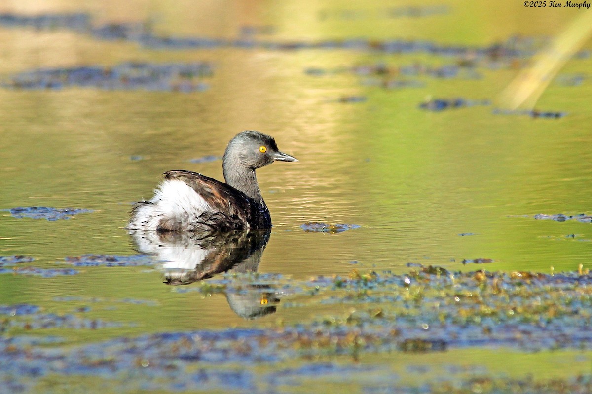 Least Grebe - ML642681747