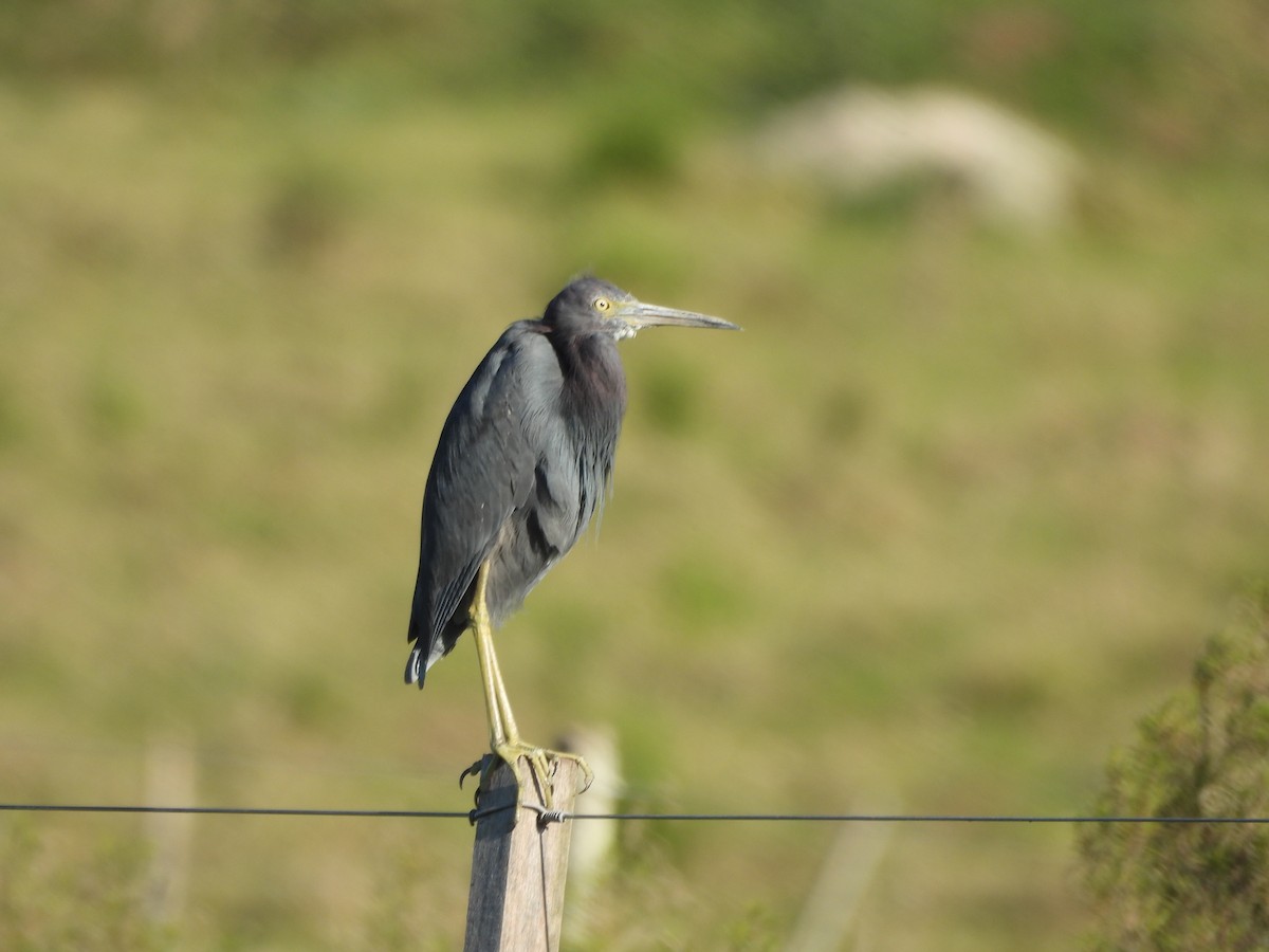 Little Blue Heron - ML642681751