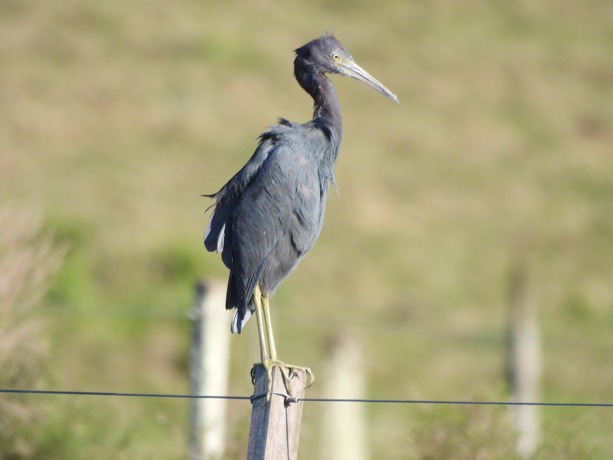 Little Blue Heron - ML642681753