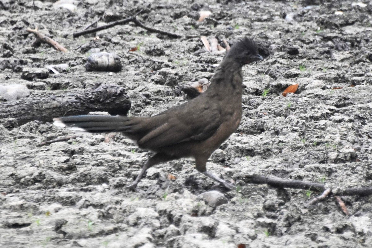 Plain Chachalaca - ML642681758
