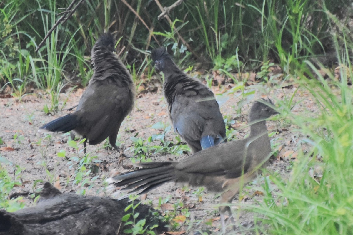Plain Chachalaca - ML642681759