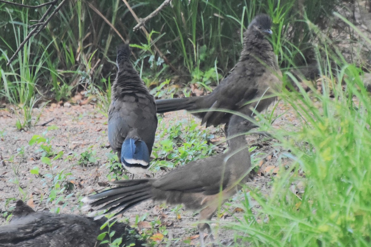 Plain Chachalaca - ML642681760