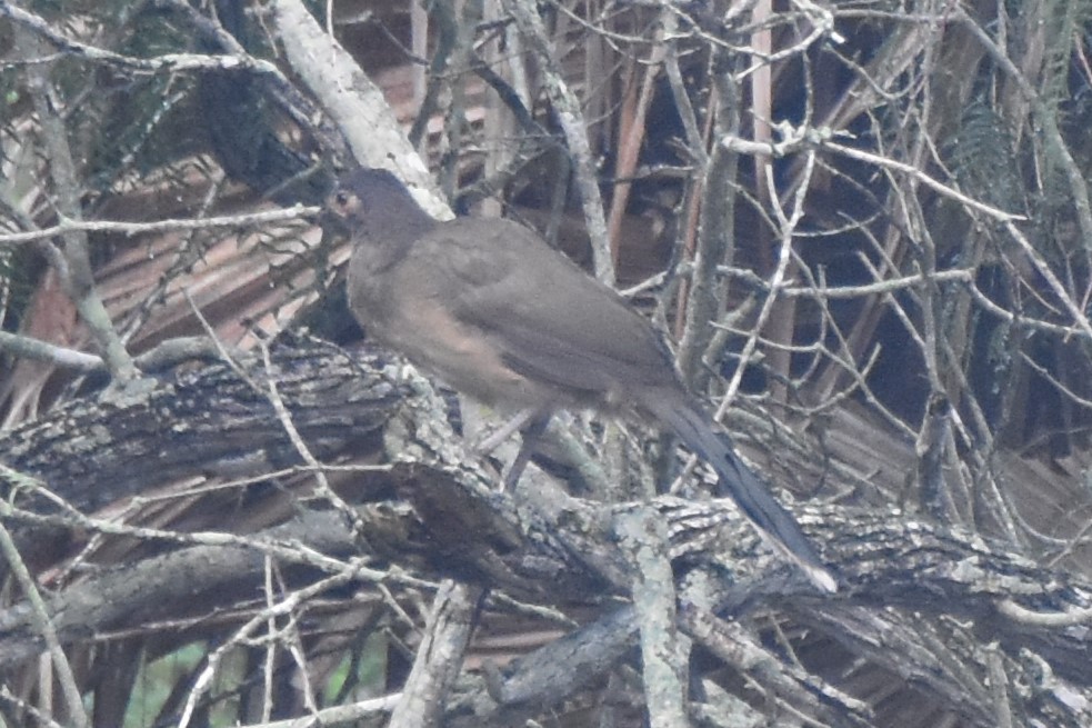 Plain Chachalaca - ML642681761