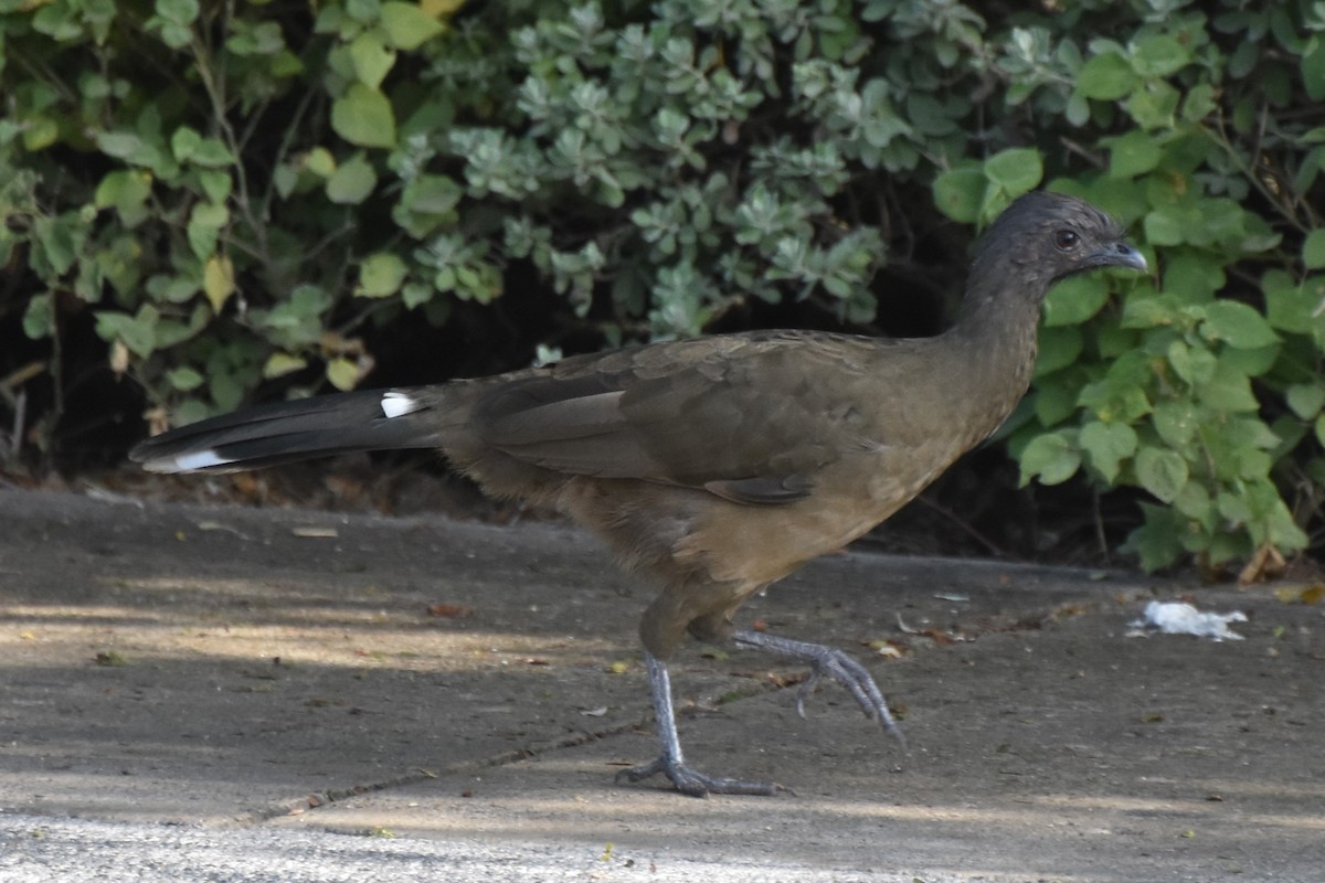 Plain Chachalaca - ML642681762