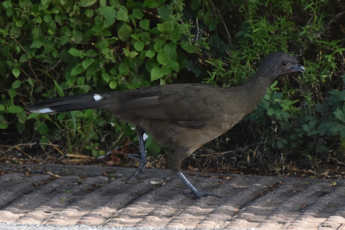 Plain Chachalaca - ML642681763