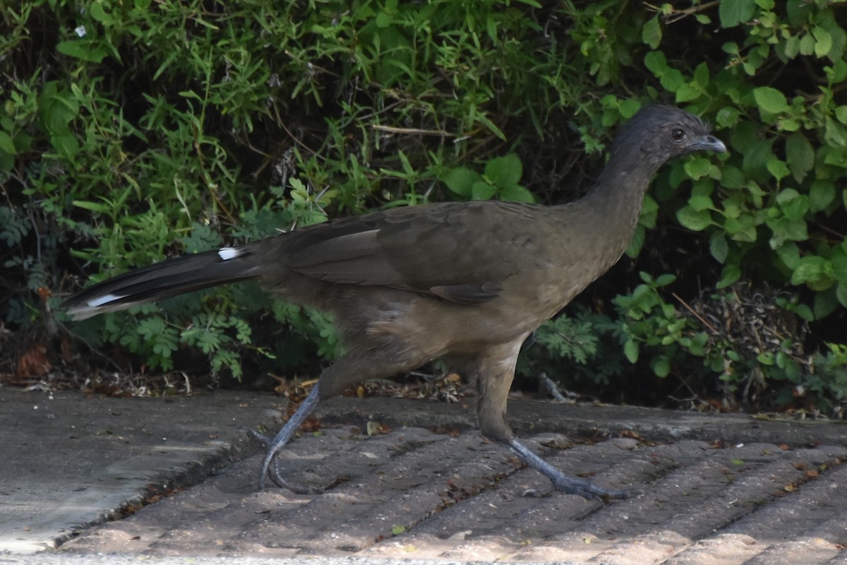 Plain Chachalaca - ML642681764