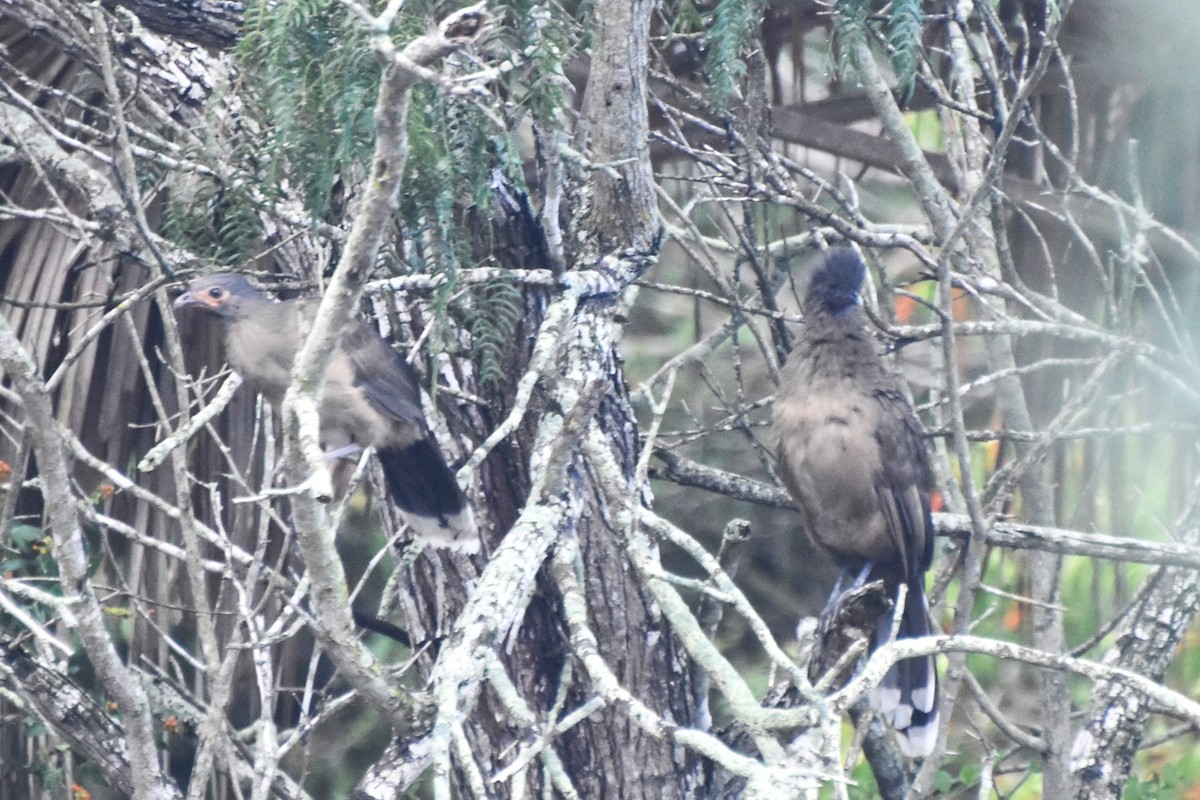 Plain Chachalaca - ML642681765