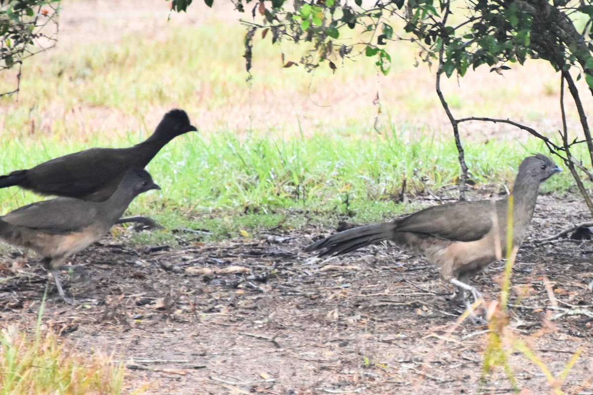 Plain Chachalaca - ML642681767