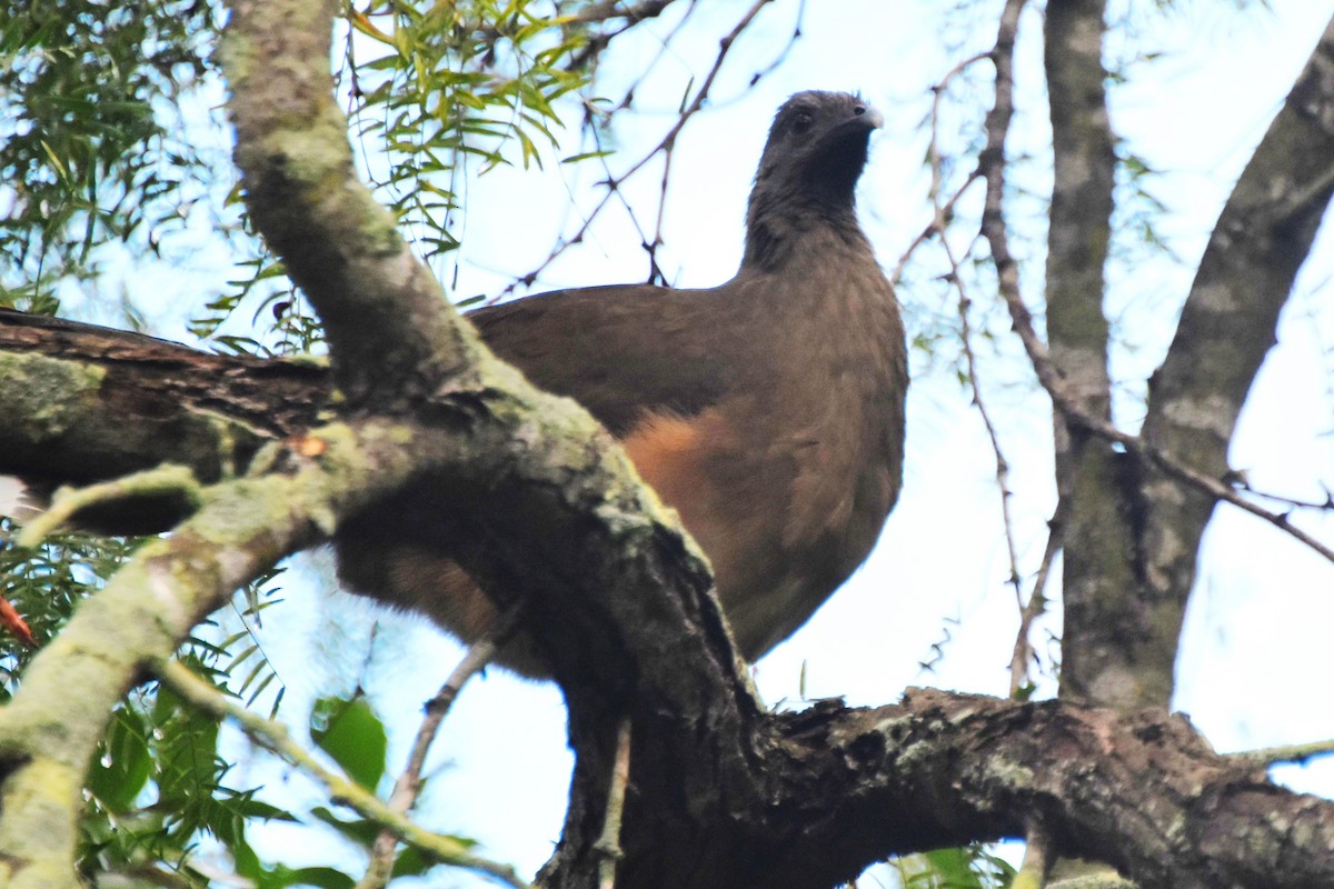 Plain Chachalaca - ML642681768