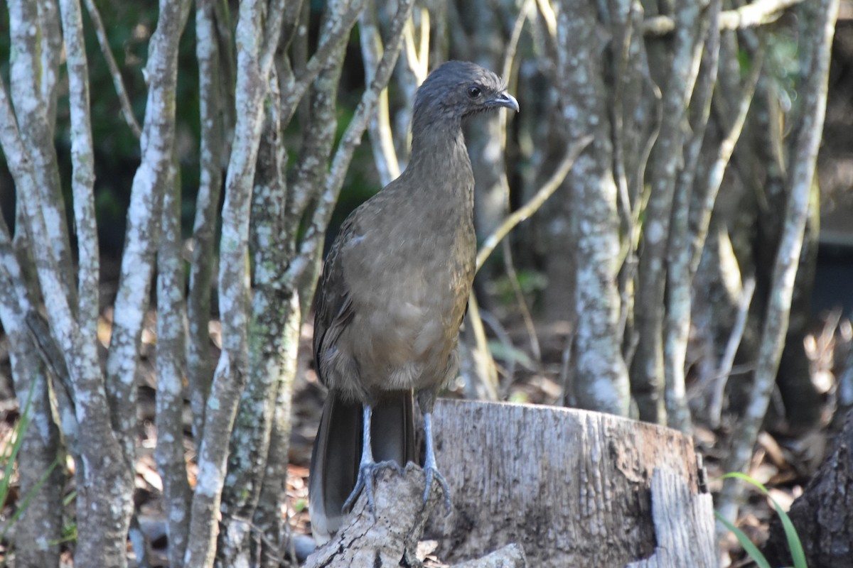 Plain Chachalaca - ML642681769