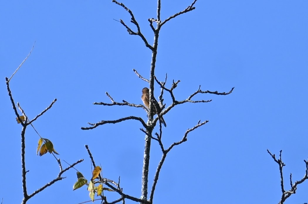 Blue Grosbeak - ML642681773