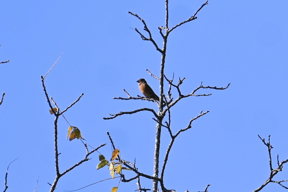 Blue Grosbeak - ML642681774