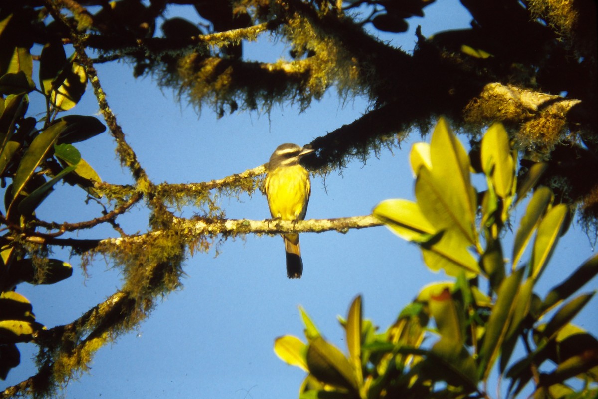 Golden-bellied Flycatcher - ML642681778
