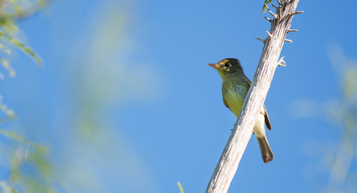 Western Flycatcher (Pacific-slope) - ML642681780