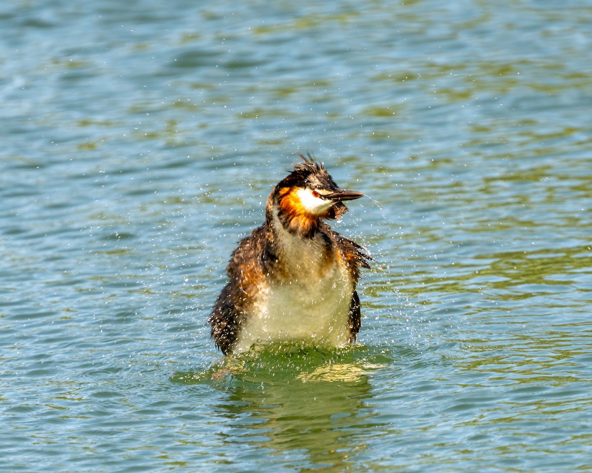 potápka roháč - ML642681791