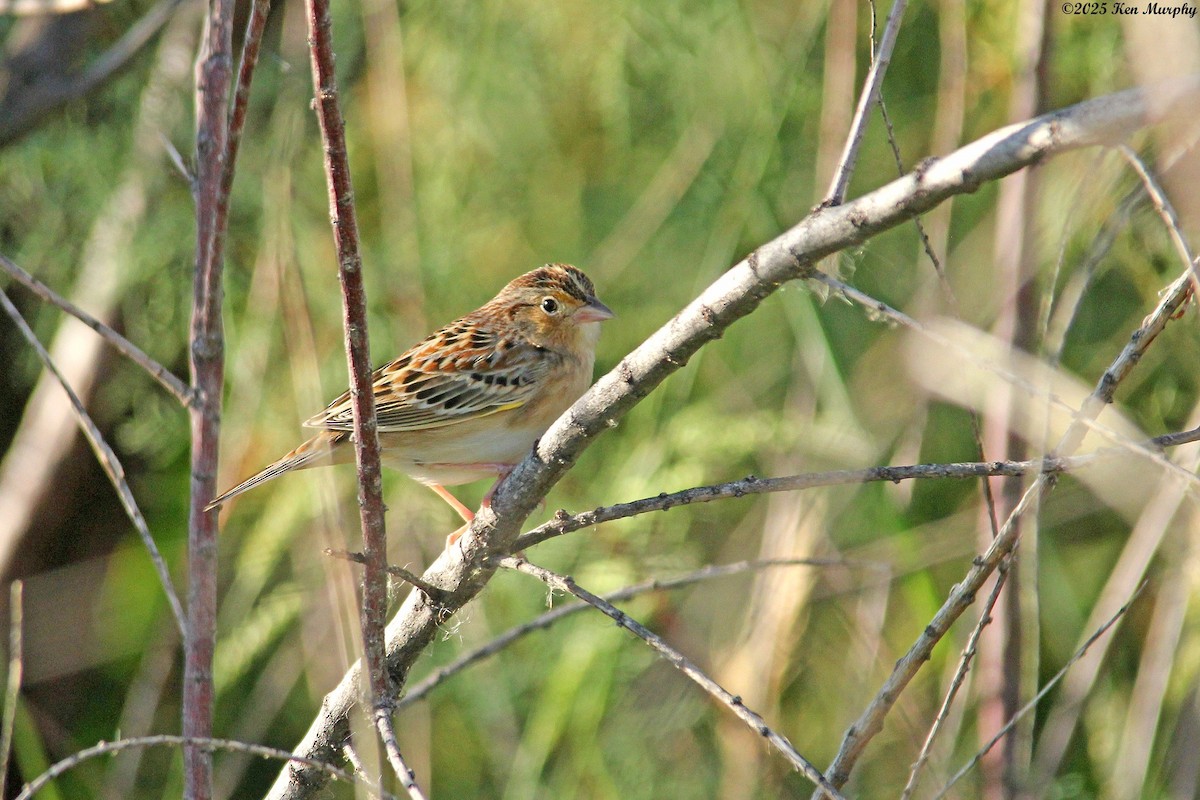 Grasshopper Sparrow - ML642681793