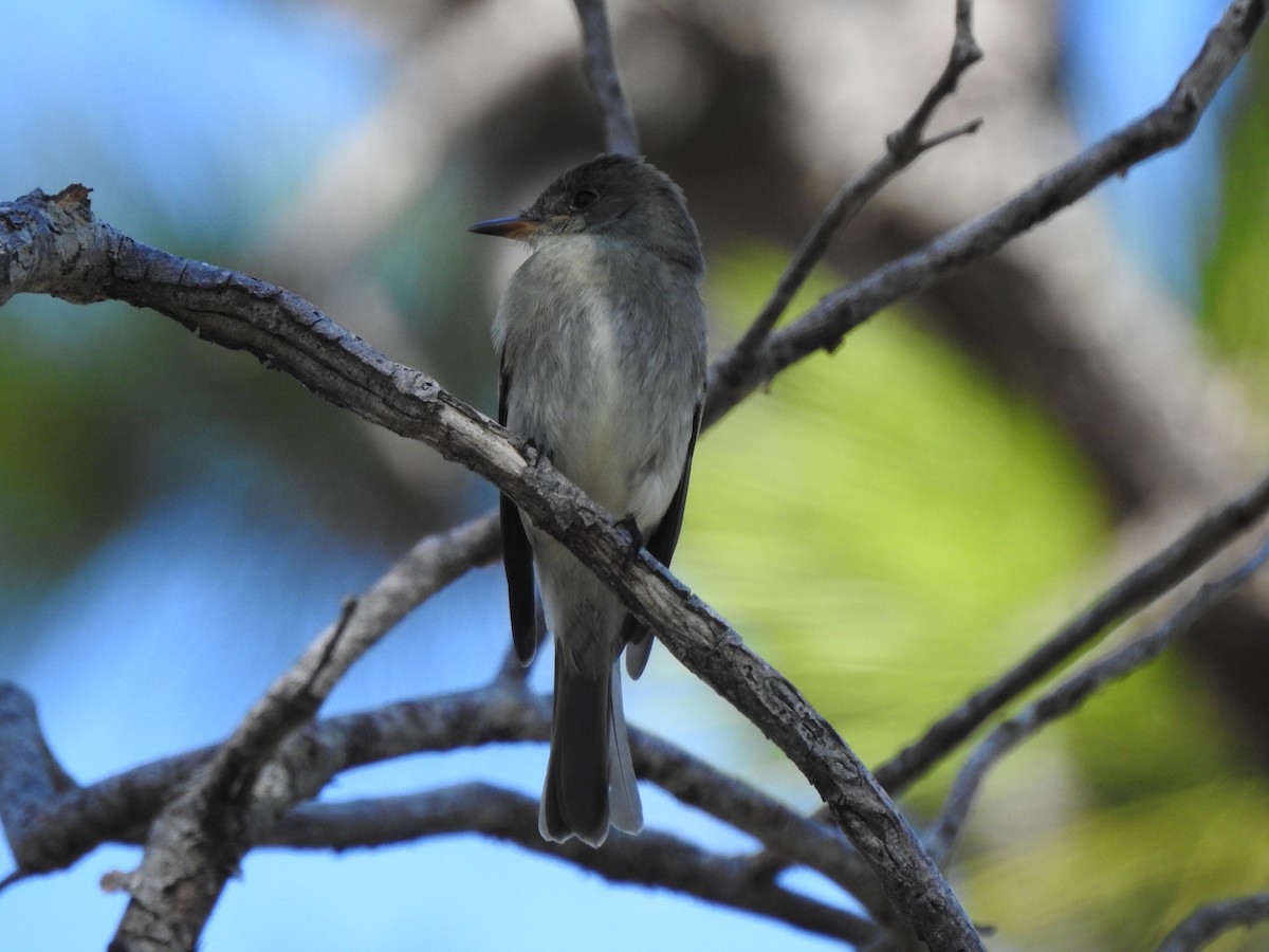 Eastern Wood-Pewee - ML642681803