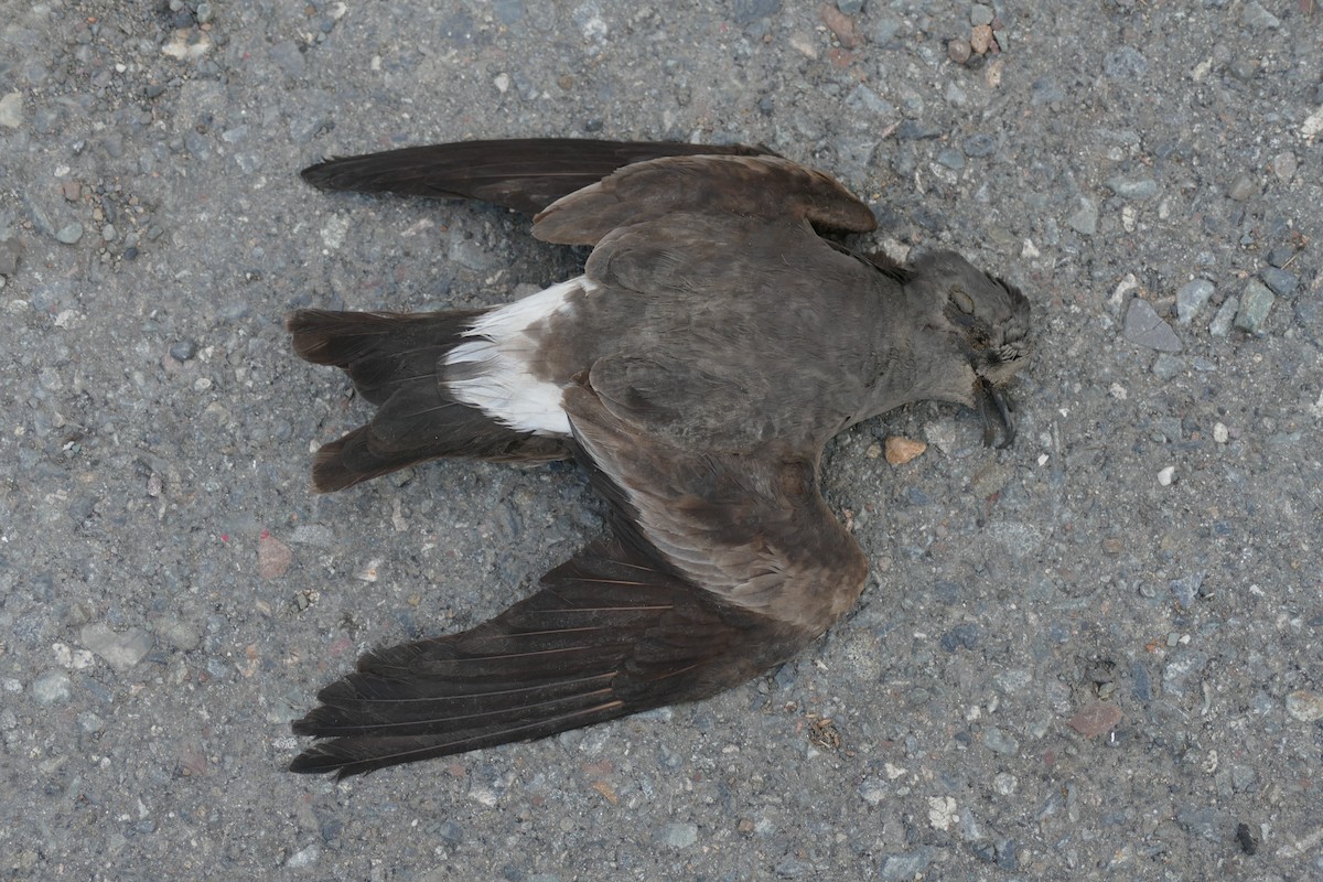 Leach's Storm-Petrel - ML642681805