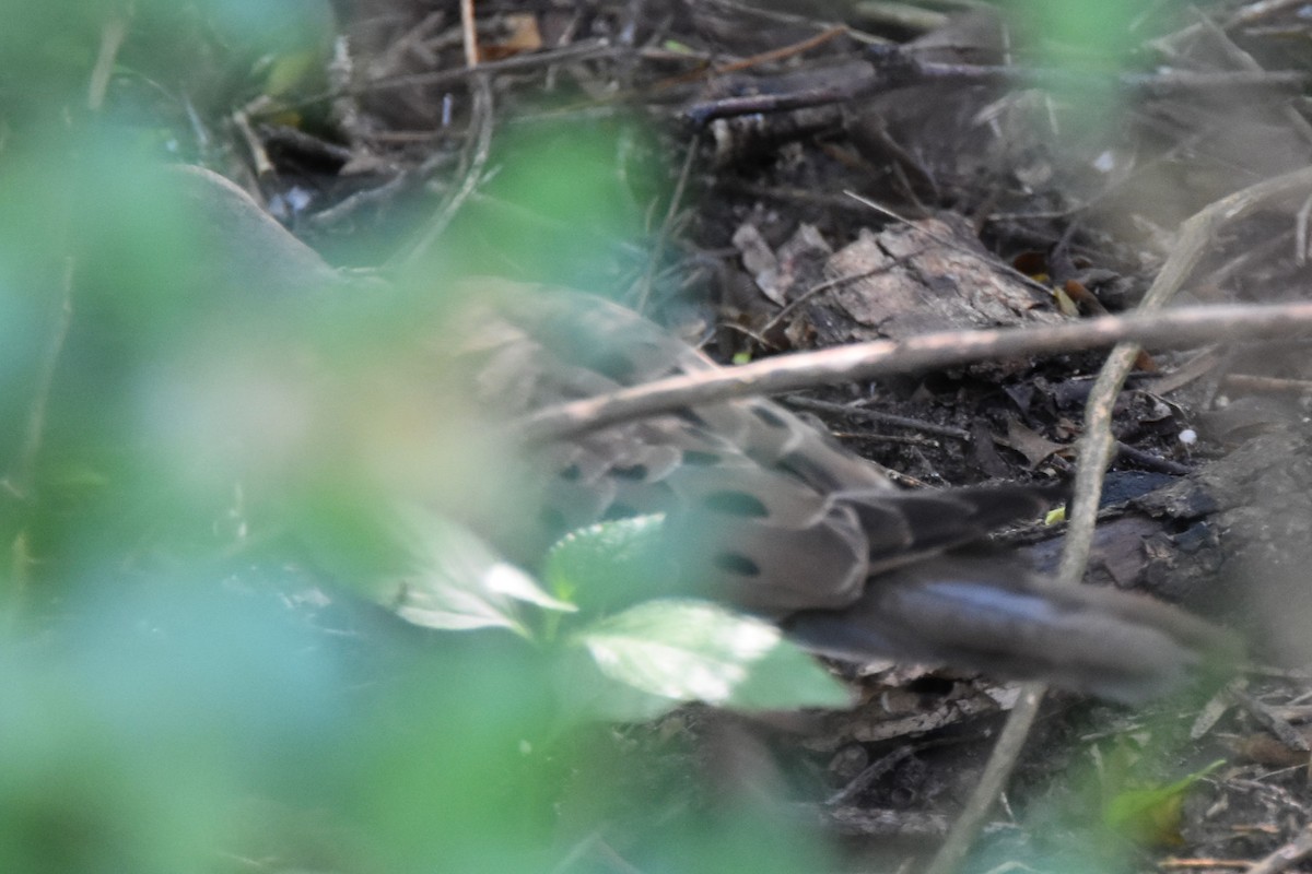 Mourning Dove - ML642681810