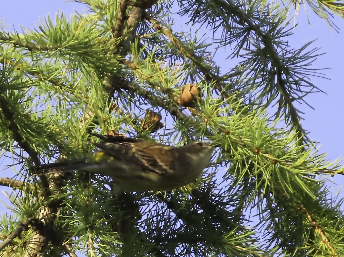 Yellow-rumped Warbler - ML642681811