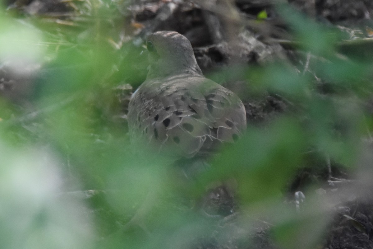 Mourning Dove - ML642681812