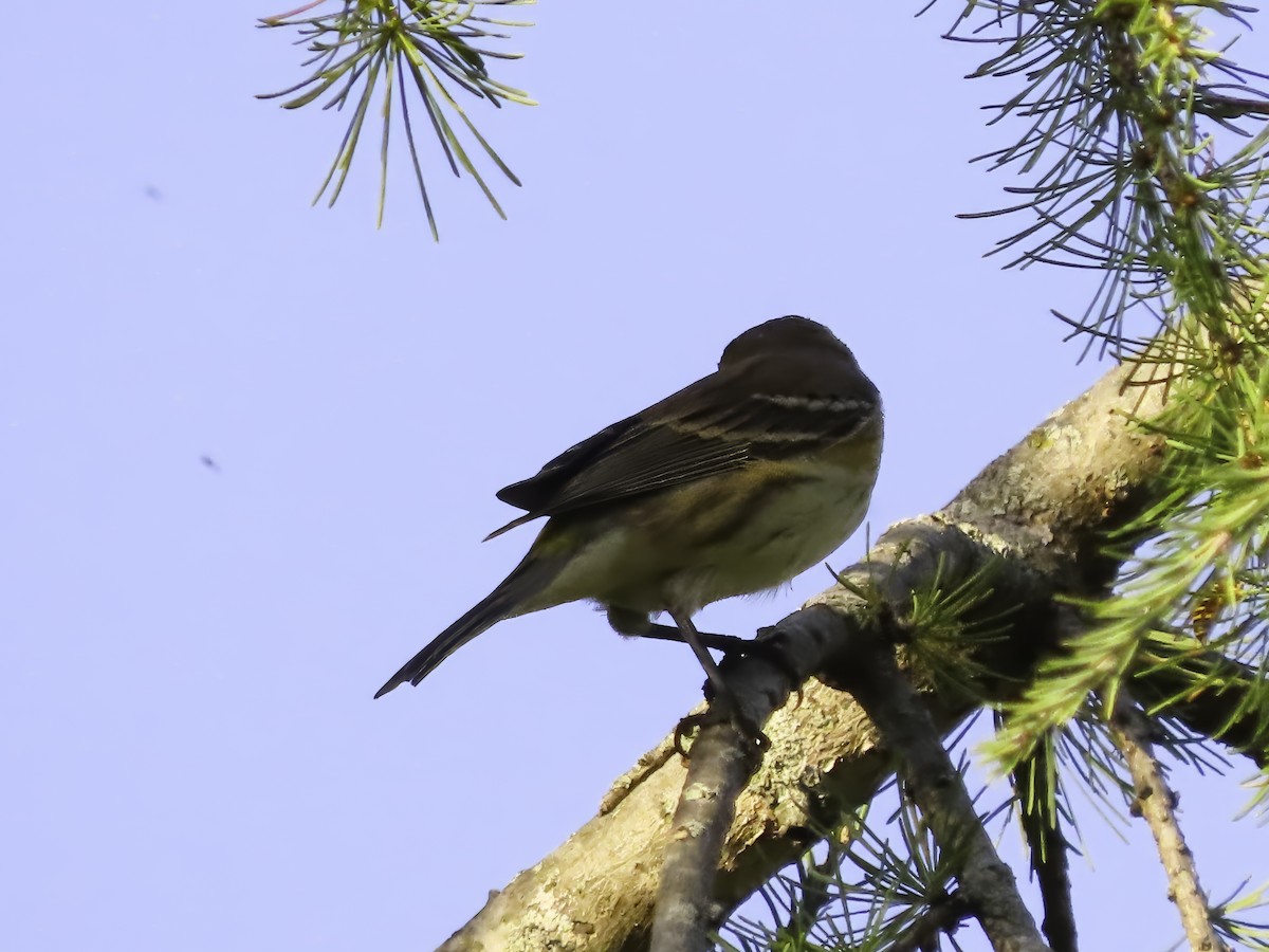 Yellow-rumped Warbler - ML642681813